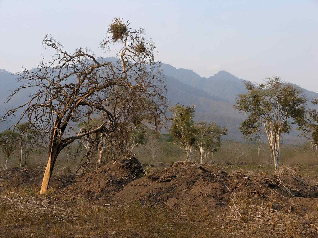 Bosque Seco Tropical