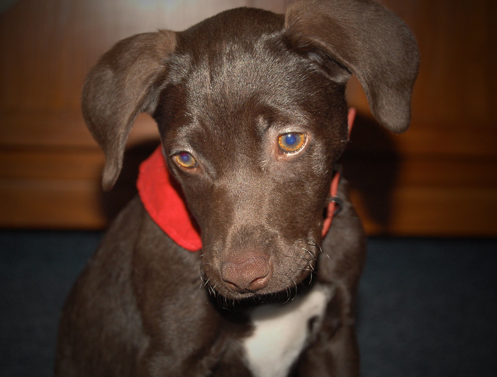 Chocolate Lab Beagle Mix Puppies Cooter. Beagle Chihuahua Terrier and