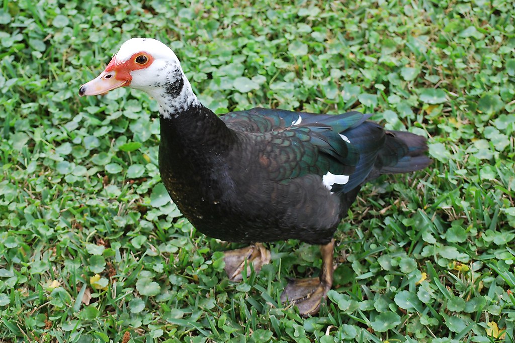 Muscovy Duck Clearwater, Florida Muscovy Duck Mike & Patti Young