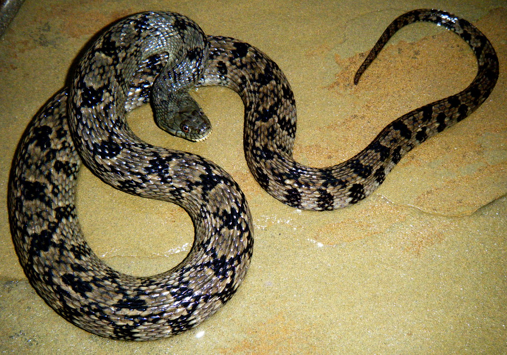diamondback water snake, Nerodia rhombifer Flower Mound te… Flickr