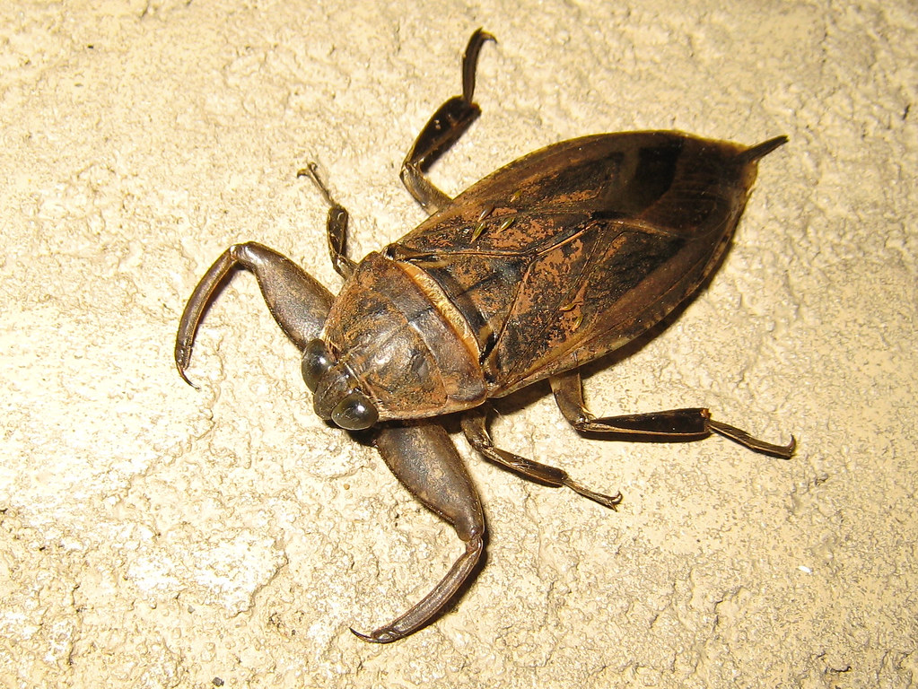 Giant Water Bug family Belostomatidae jciv Flickr