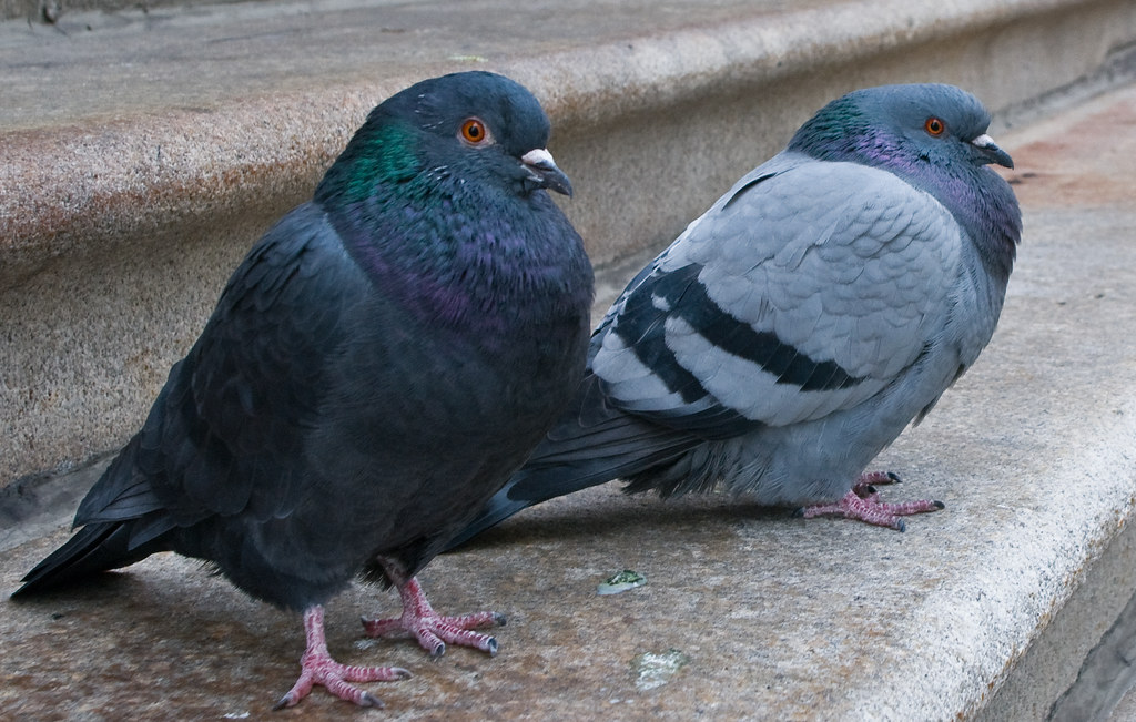 Pigeon Pair A different cropping of this shot. Phineas Jones Flickr