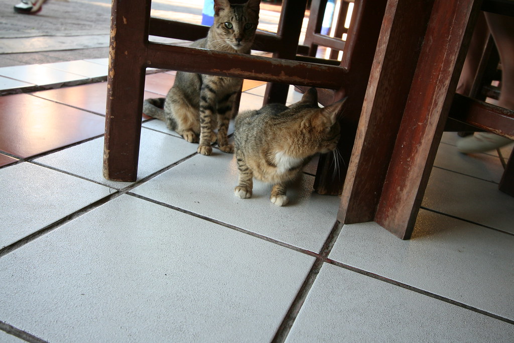 Feral Cats Downtown Cancun Mexico Feral Cats in Restaura… Flickr