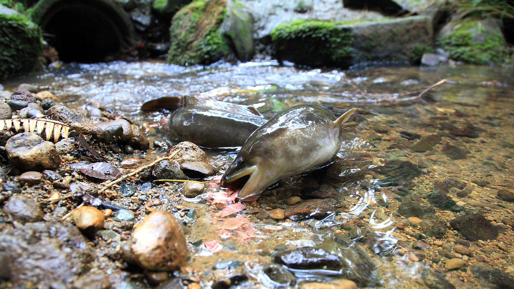 New Zealand longfin Eel Anguilla dieffenbachii A creek run… Flickr