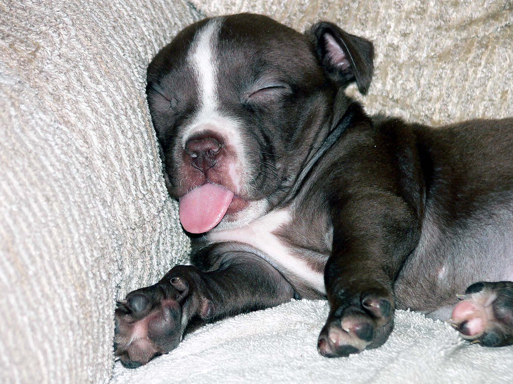 Sleepy Puppy It's just too bad she's such a bundle of nerv… Bev