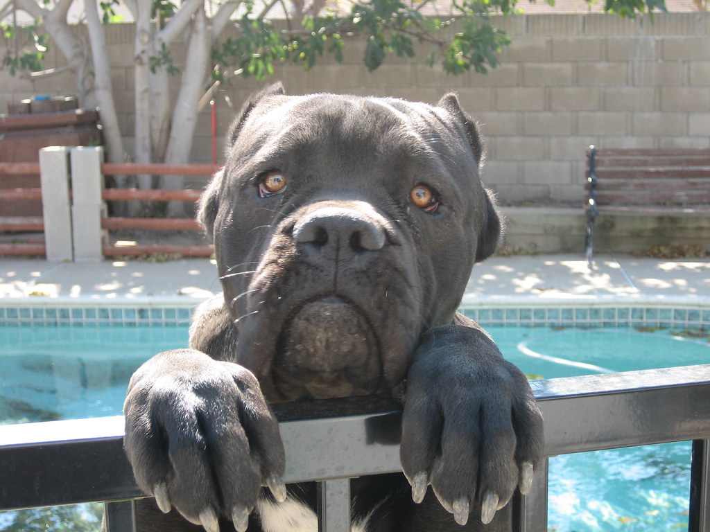 King Corsair Dog Pics Bleumoonproductions