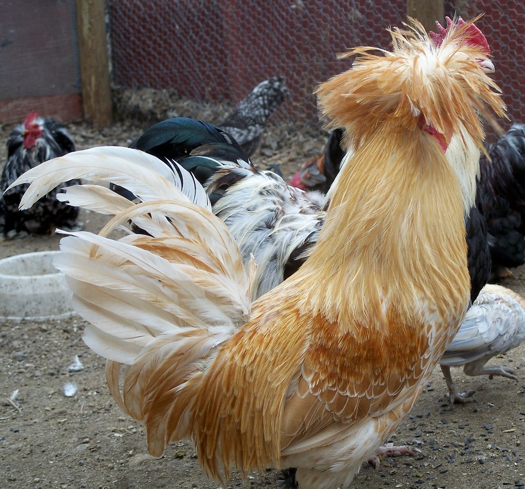 Chicken, Buff Laced Polish rooster. Flickr