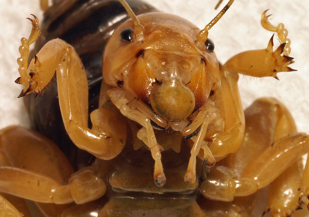Don't Bug Me Mr Potato Bug..... Found this guy in the gard… Flickr