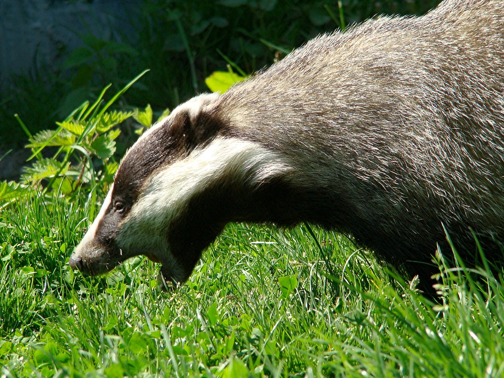 badger on the prowl It was a real thrill to see a badger c… Flickr