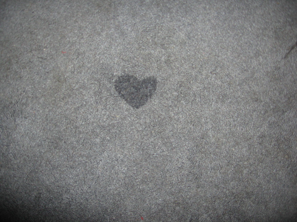 dog urine on carpet beauty is everywhere.. even in the mos… Flickr