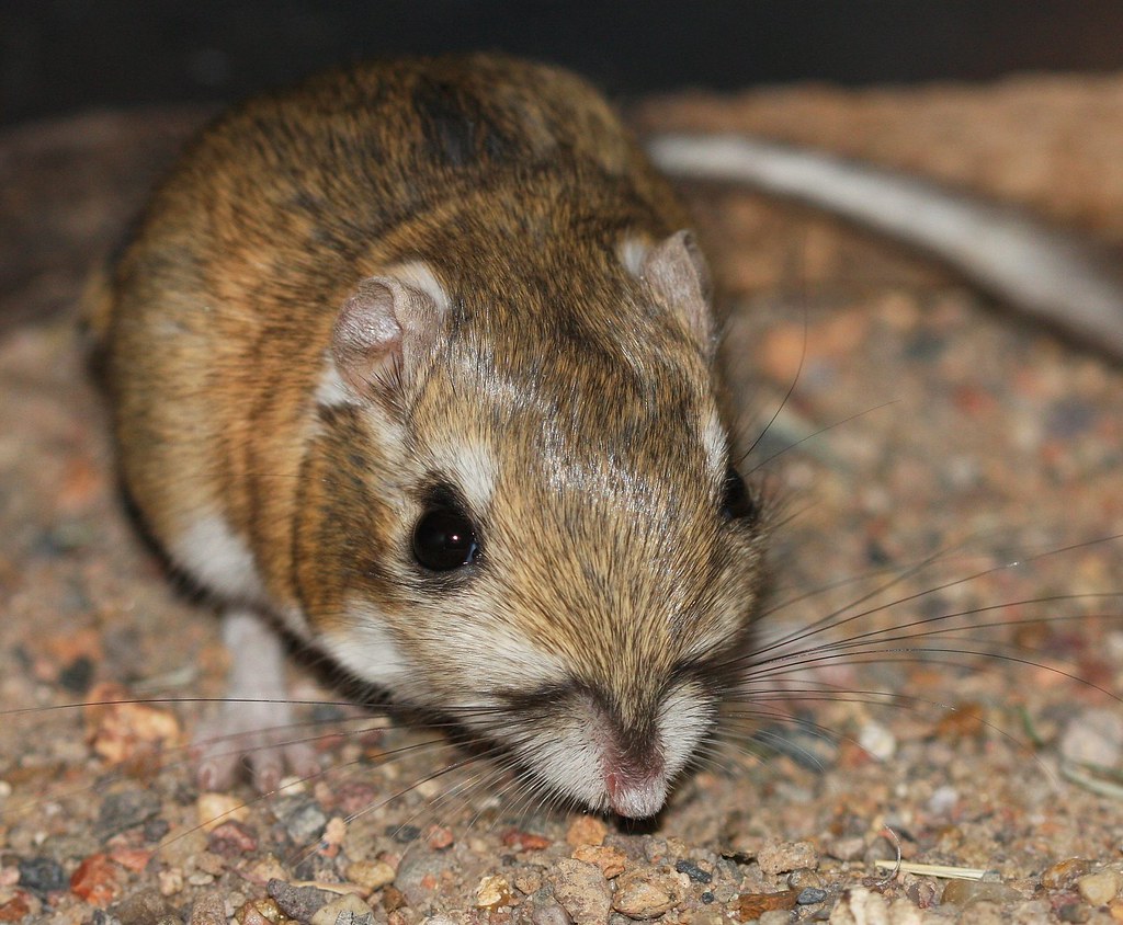 Merriam's Kangaroo Rat (Dipodomys merriami) Broad Canyon R… Flickr