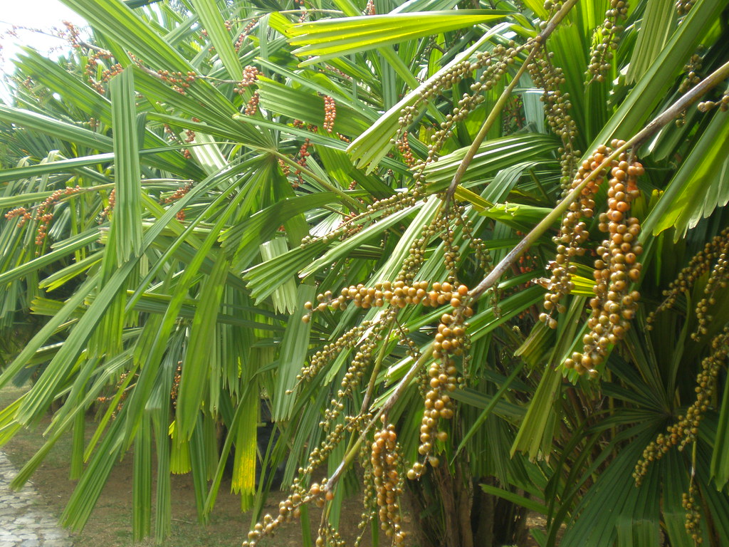 Pokok Palas Duri Licuala sapinosa Roxb. or known as