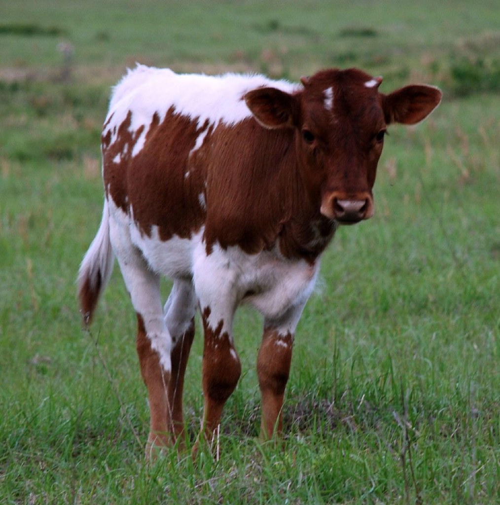 Baby Baby Longhorn calf. Mark Flickr