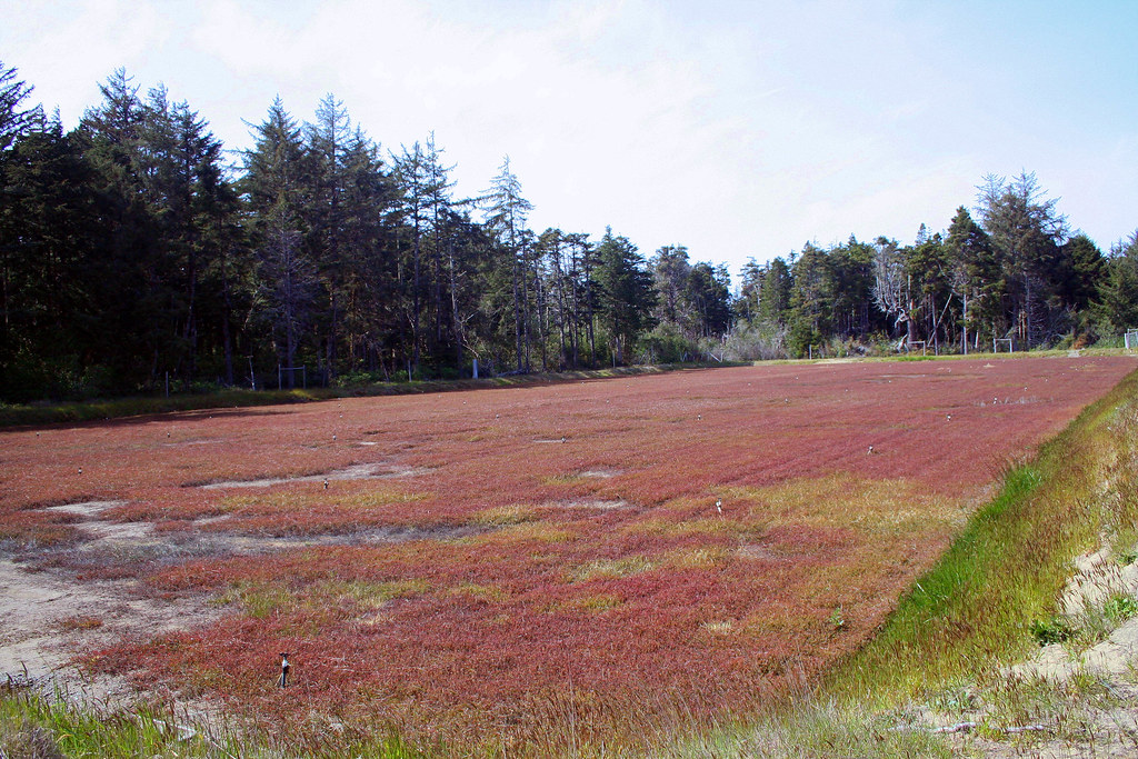 Cranberry Bog South of Bandon, Oregon. wavesandwaterfalls Flickr