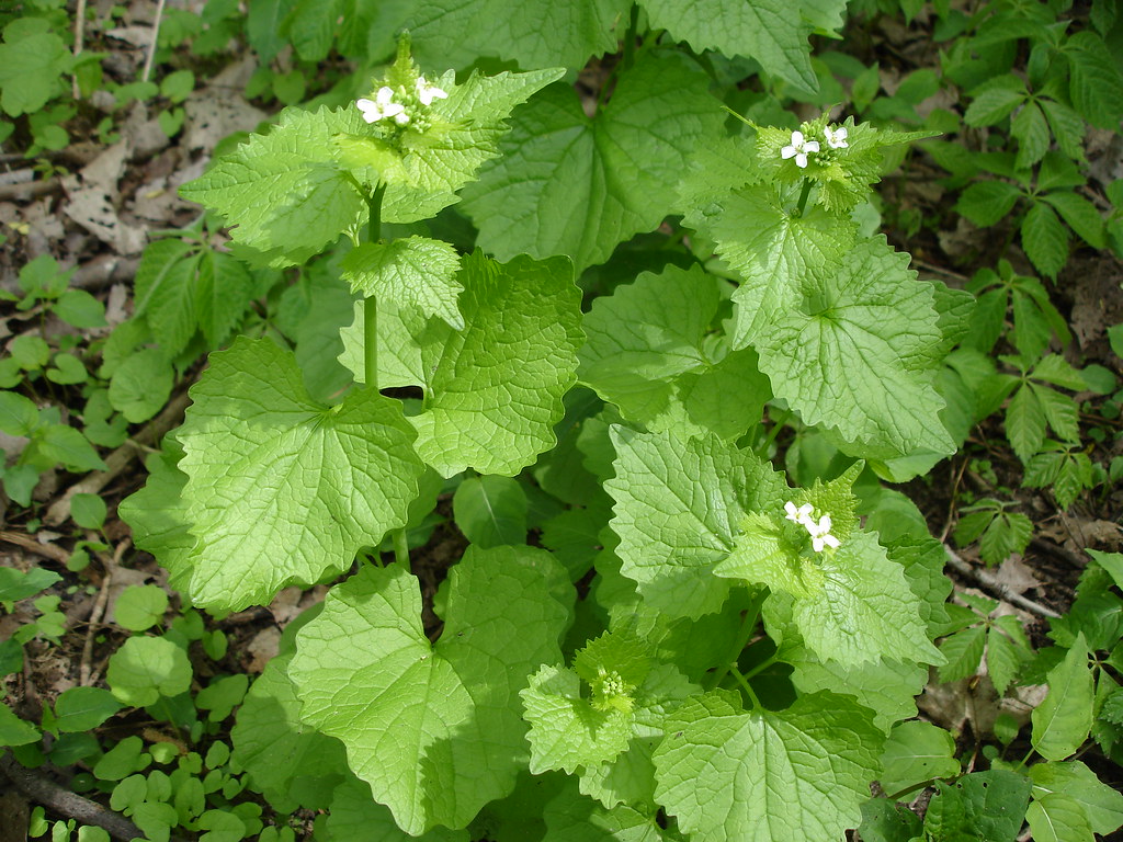 Garlic mustard Alliaria petiolata (exotic invasive species… Flickr