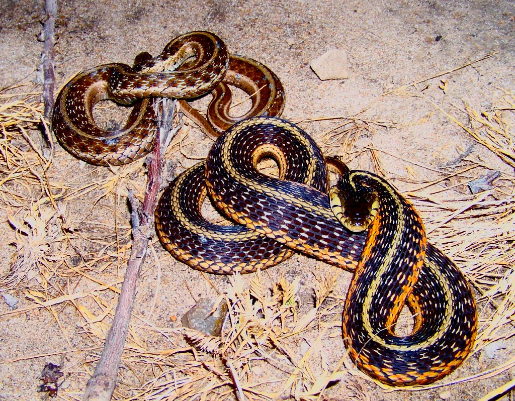garter snakes southeast Missouri found in my backyard in s… Flickr