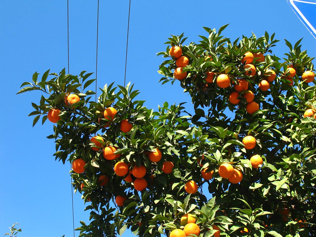 turunc the fruit of 'wild' orange trees (what grows from a… Flickr