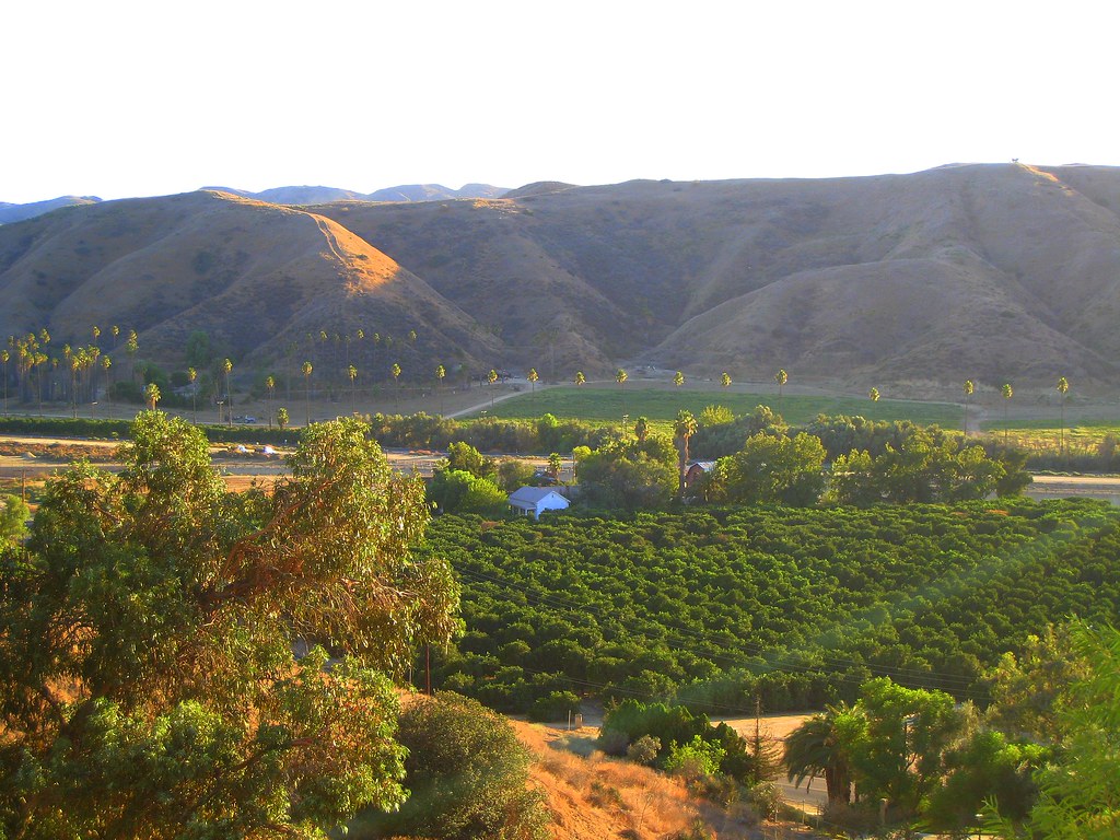 The Orange Groves of San Timoteo Canyon San Bernardino Val… Flickr