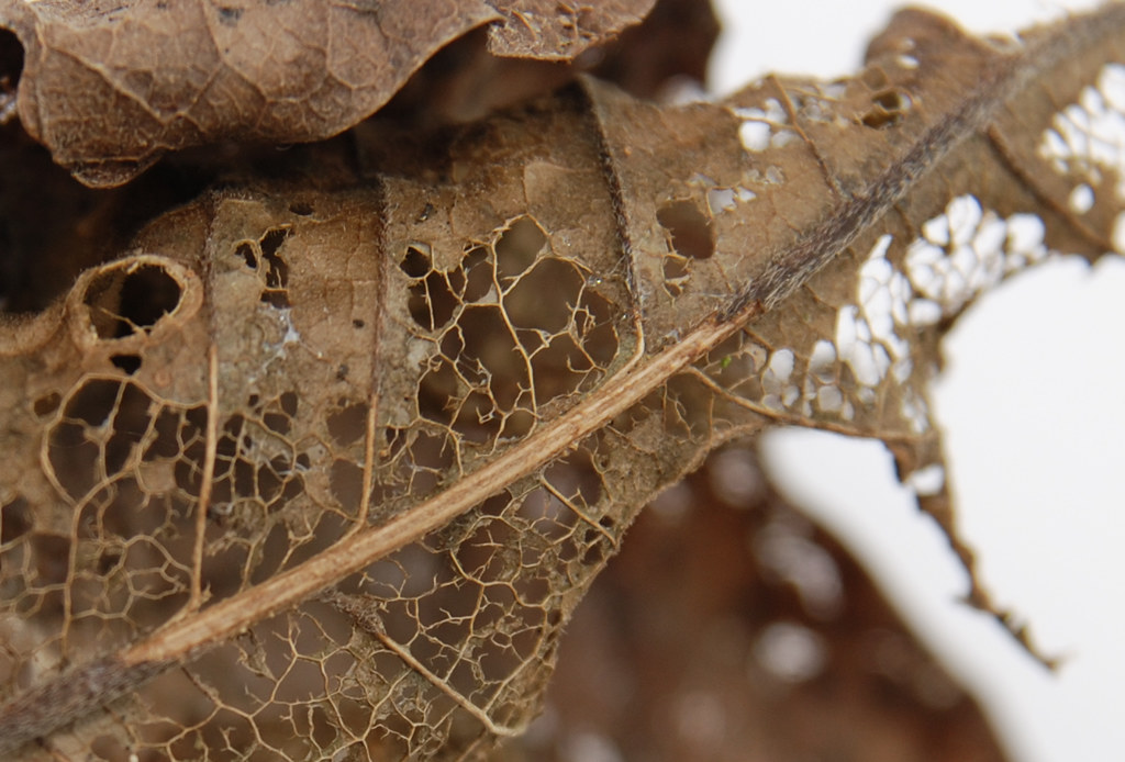 decay leaves DigitalJane Flickr