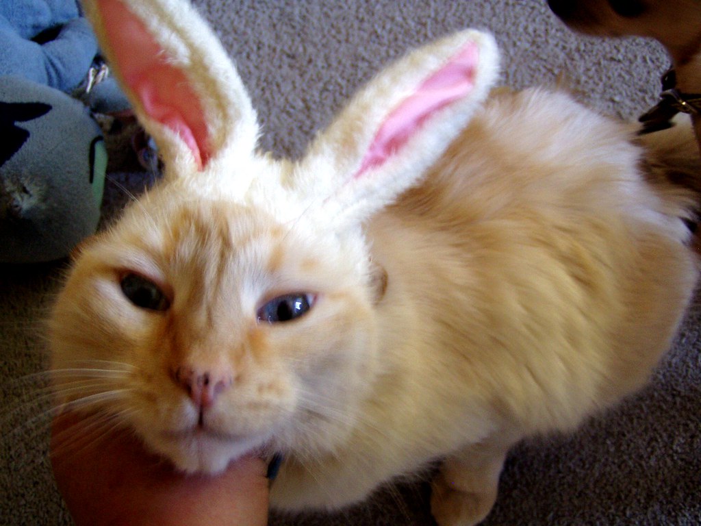 bunny cat Clyde did not enjoy participating. This