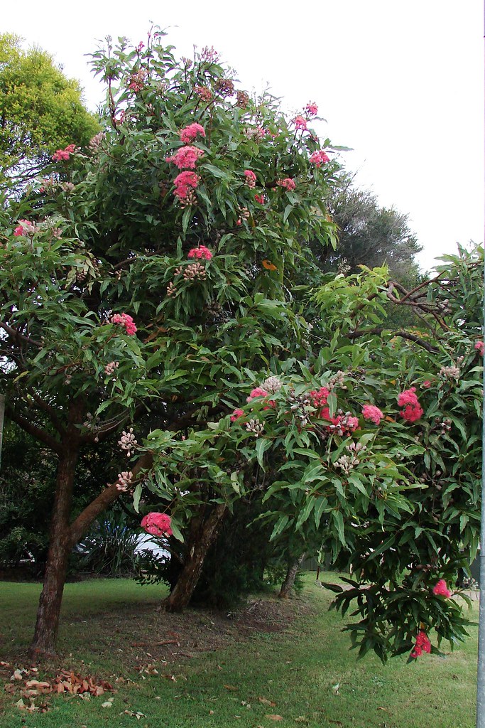 Pinkflowering gum tree so called "Red Flowering Gum