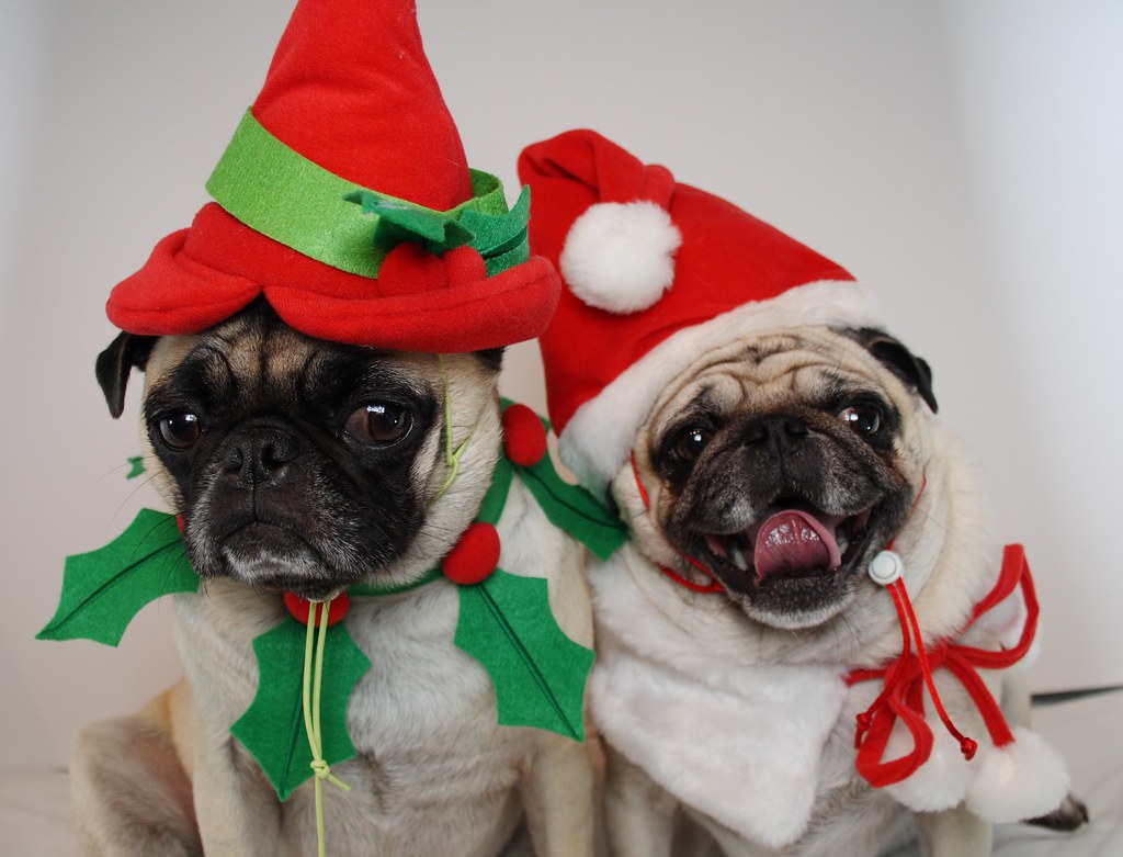 Pug Christmas Card 2007 This is the picture we decided