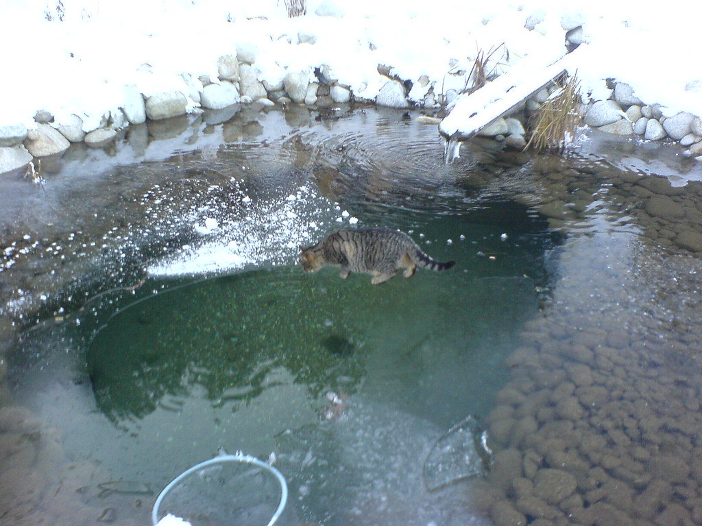 Jesus Cat (Walking on water) eyair Flickr