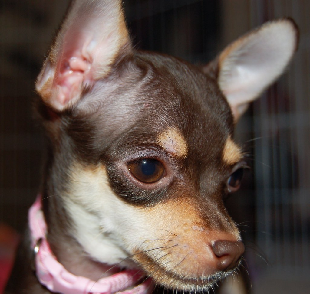 Brown/Tan Teacup Chihuahua Puppy 4 months Ariel Bustamante Flickr