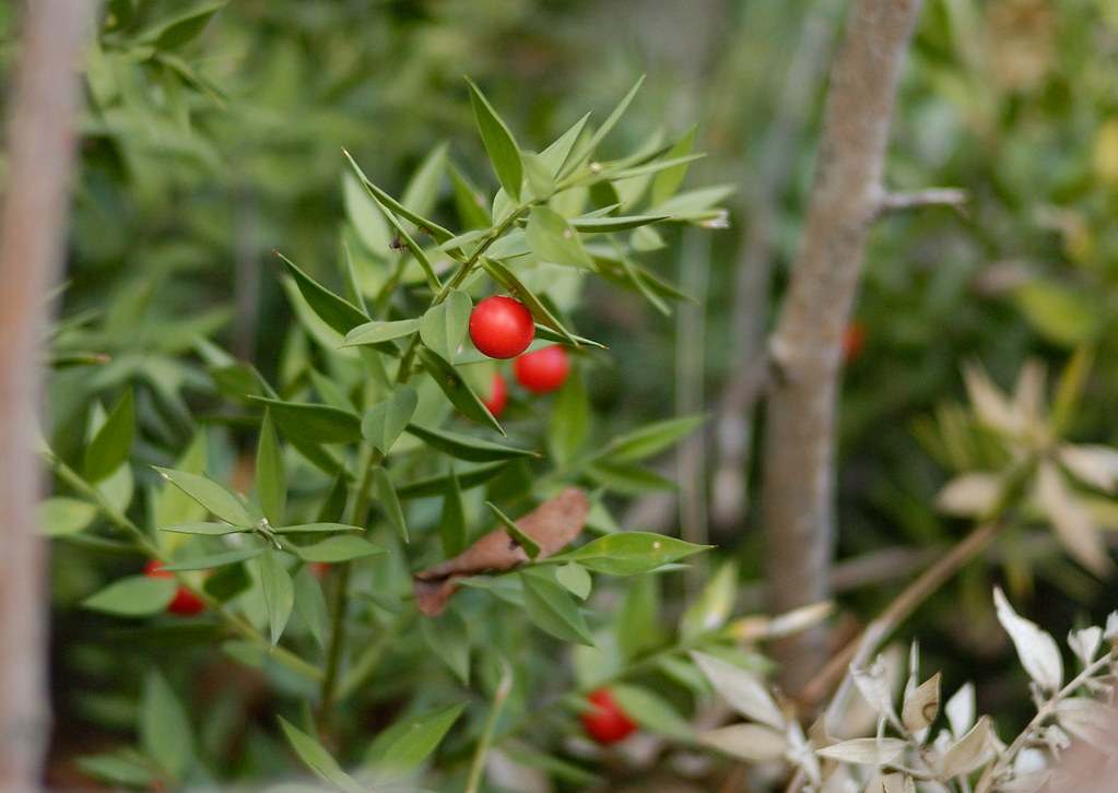 spiky berry plants A spikey plant with red berries. Nikon … Flickr