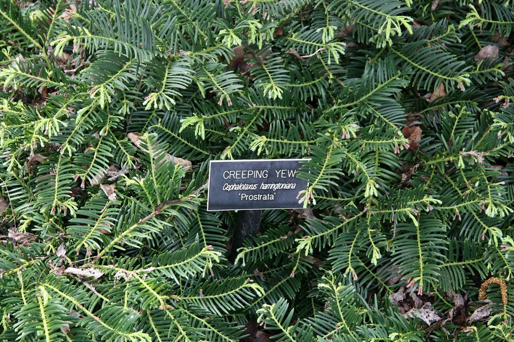 Plum Yew (Cephalotaxus harringtonia 'prostrata') grows 2' … Flickr