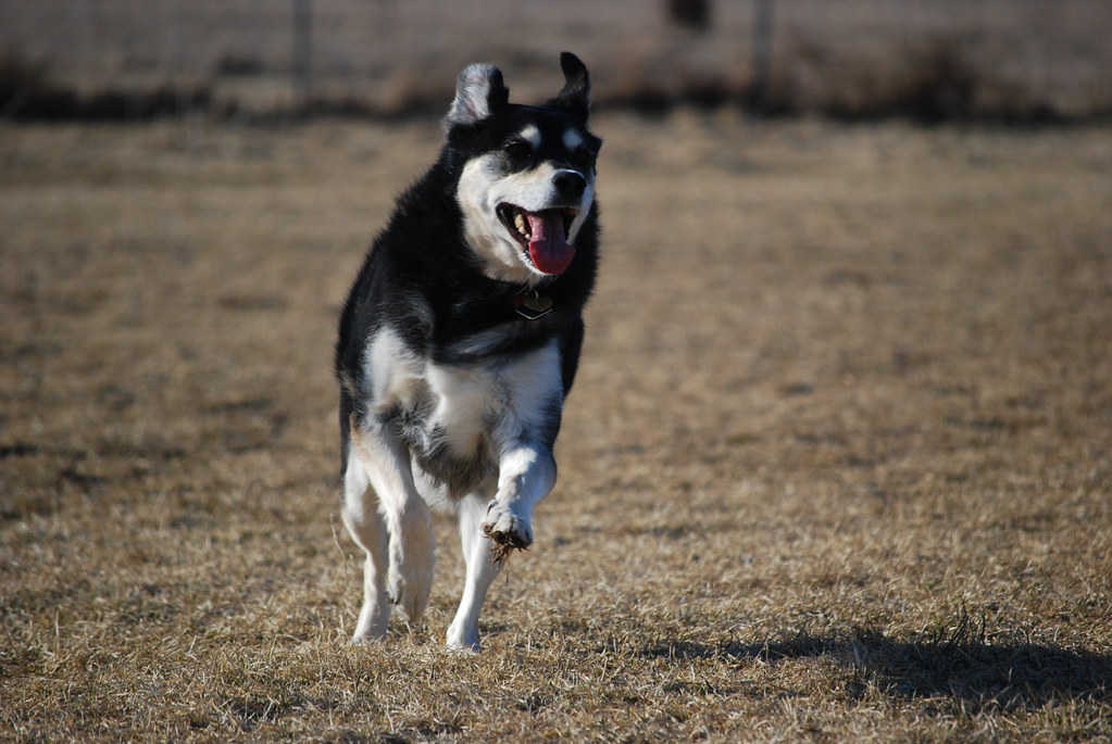 Dog Running My dog "'Bella" running around at the dog park… Flickr