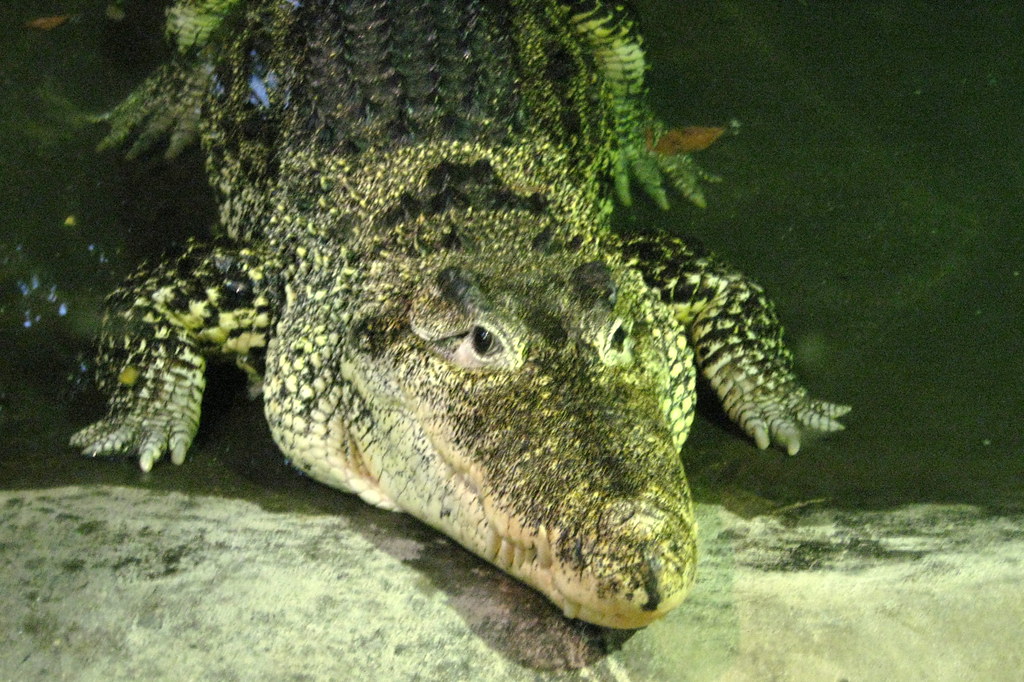 NYC Bronx Bronx Zoo World of Reptiles Cuban Crocodi
