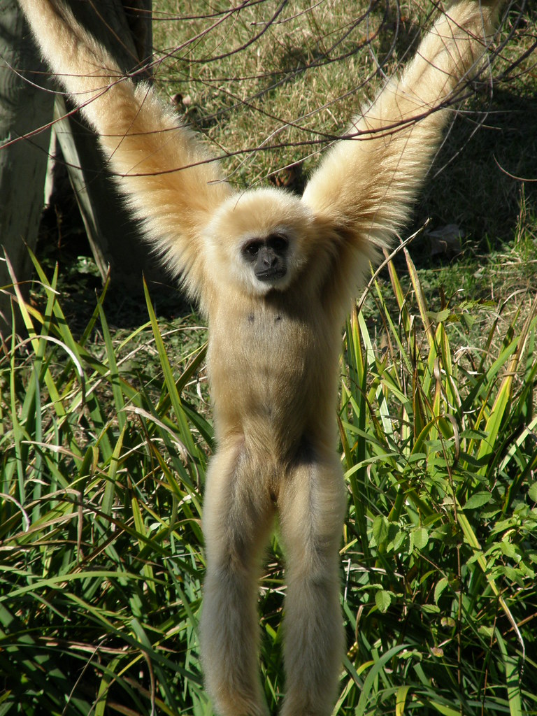 Gibbon at Waco Zoo Jim Bowen Flickr