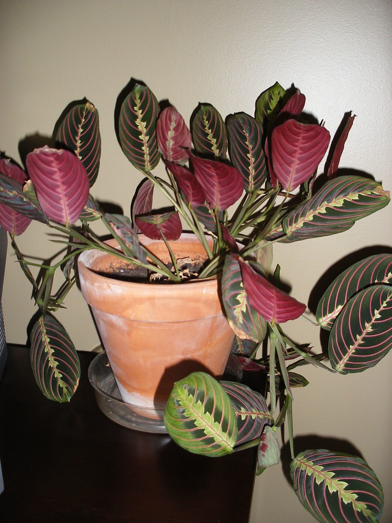 Prayer plant at night. Amy Urquhart Flickr