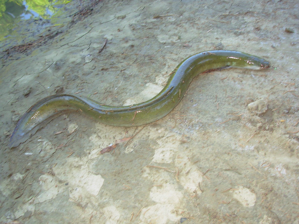 the biggest eel i ever caught reintal Flickr
