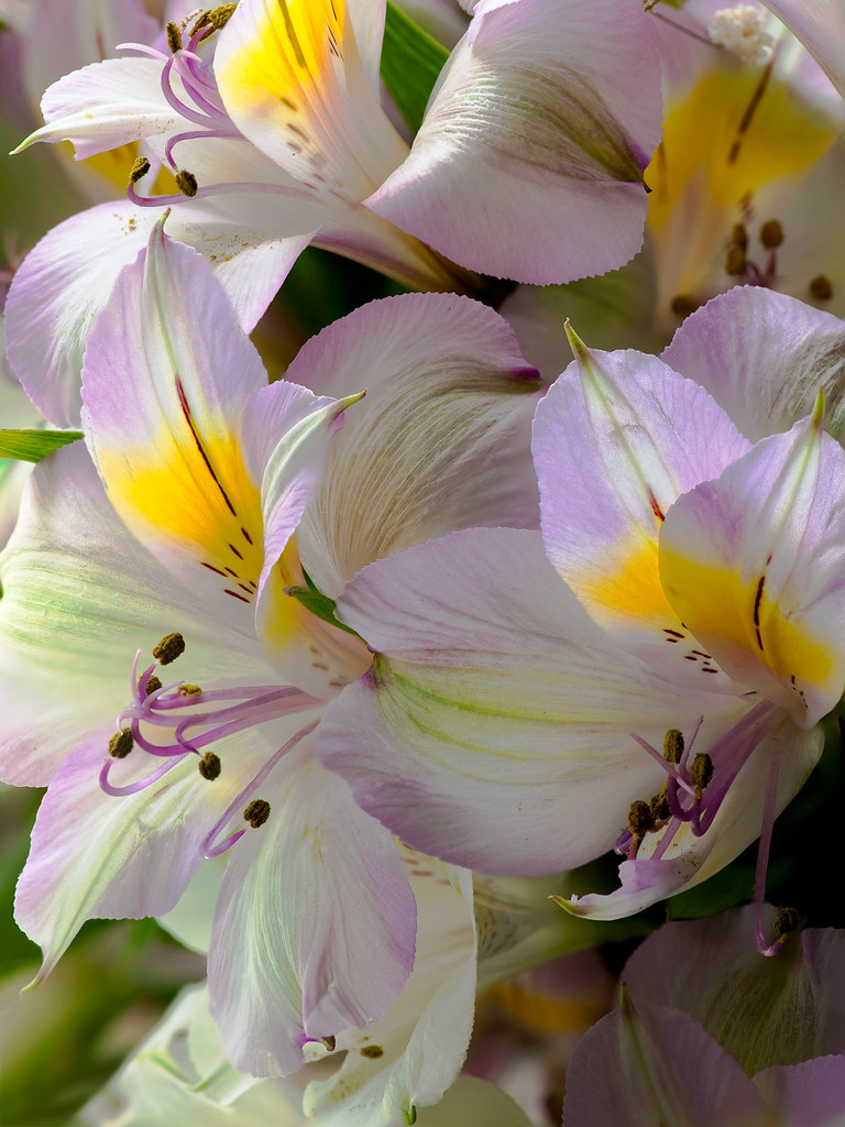 Shoprite Flowers + Haiku HAIKU a flowing arabesque of yel… Flickr