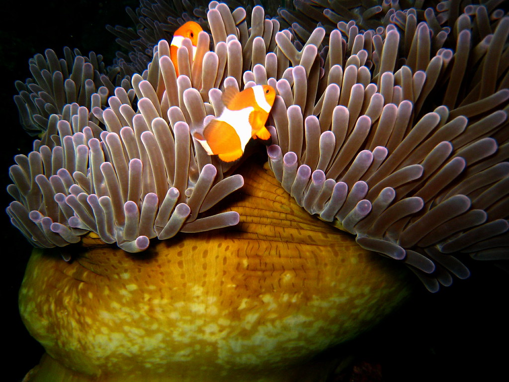 Mutualism an example of mutual symbiosis is the relationsh… Flickr