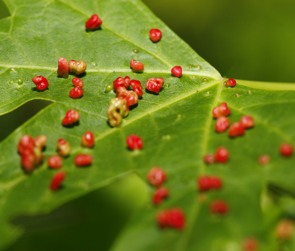Red Leaf Galls Galls on a maple leaf caused, I believe by … Flickr