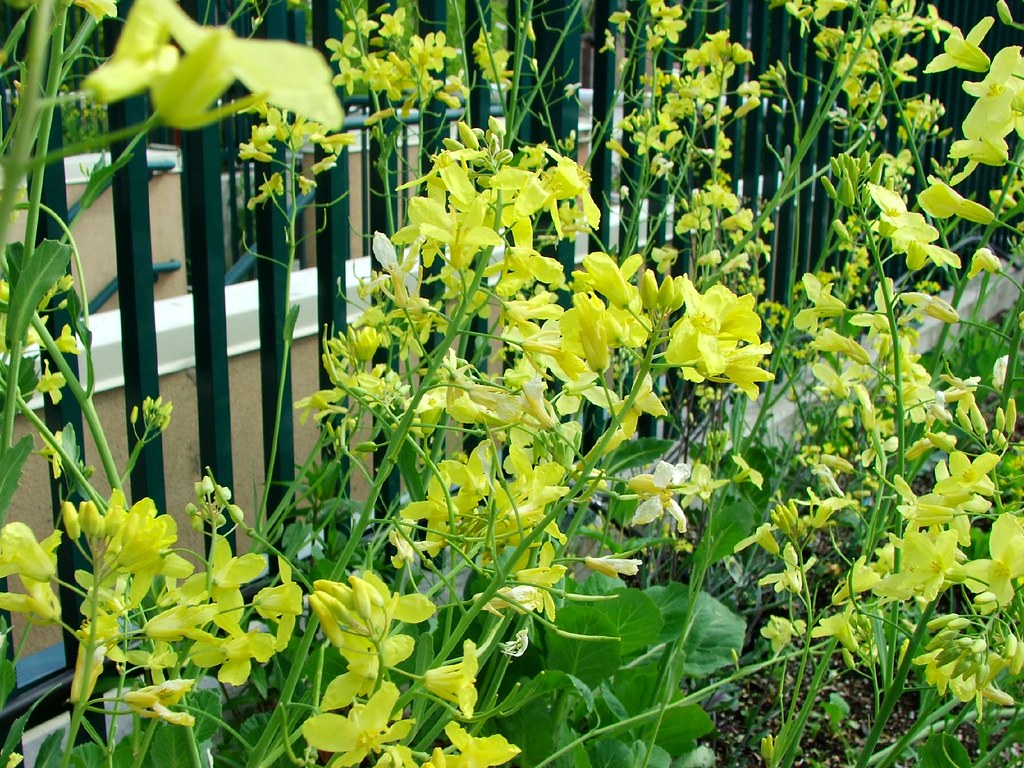 collard green flowers Steph L Flickr