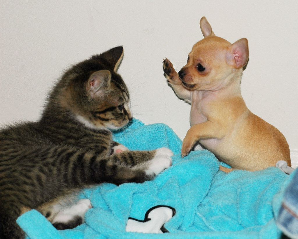 ANIMALS TIME Chihuahua dog and cat time (hora del perro chihuahua el