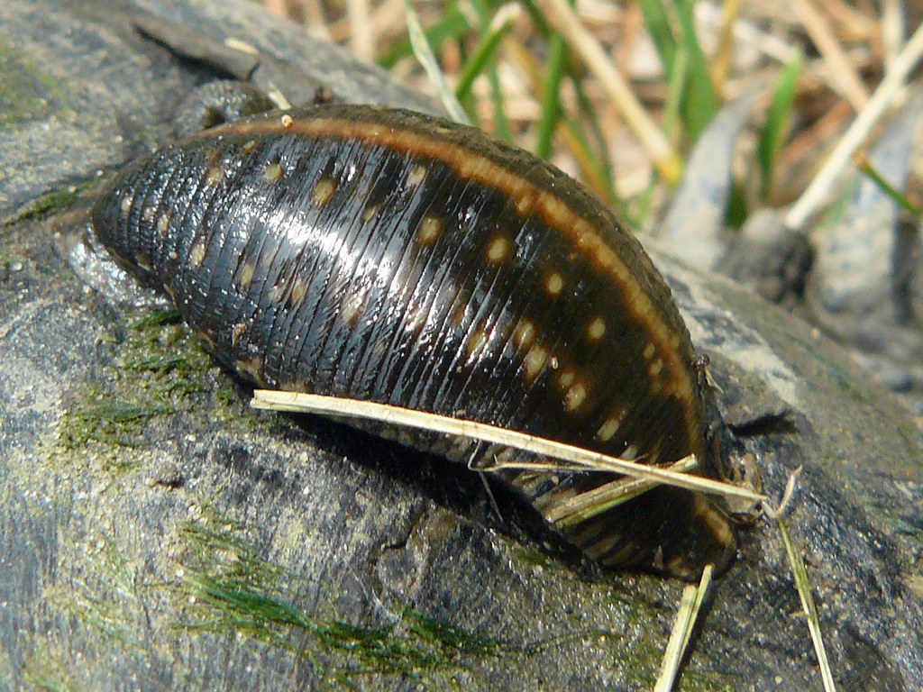 Leech, Class Hirudinea Don't know what species of leech, … Flickr