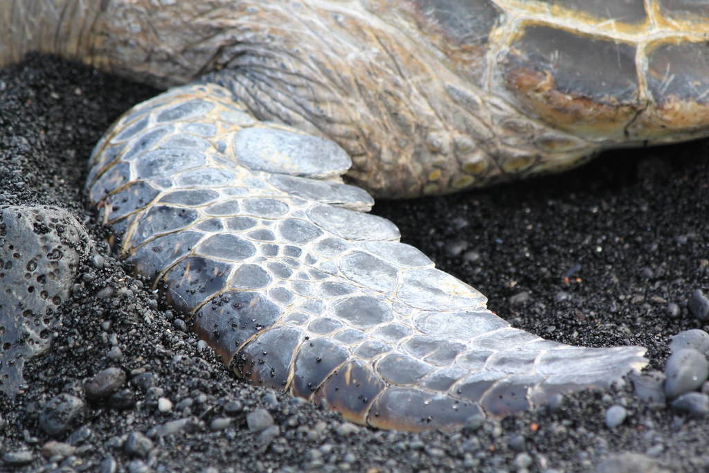 Green Sea Turtle flipper On Punalu'u Beach HI Roy Luck