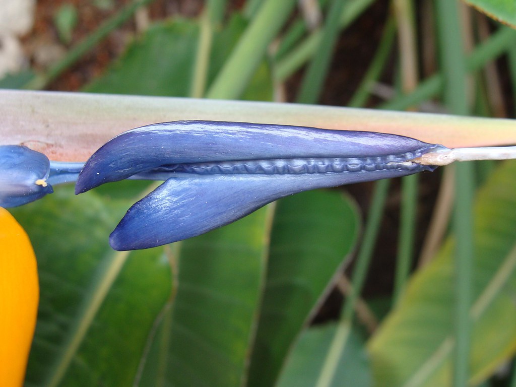 Bird of paradise flower close up, nectary This is part of … Flickr