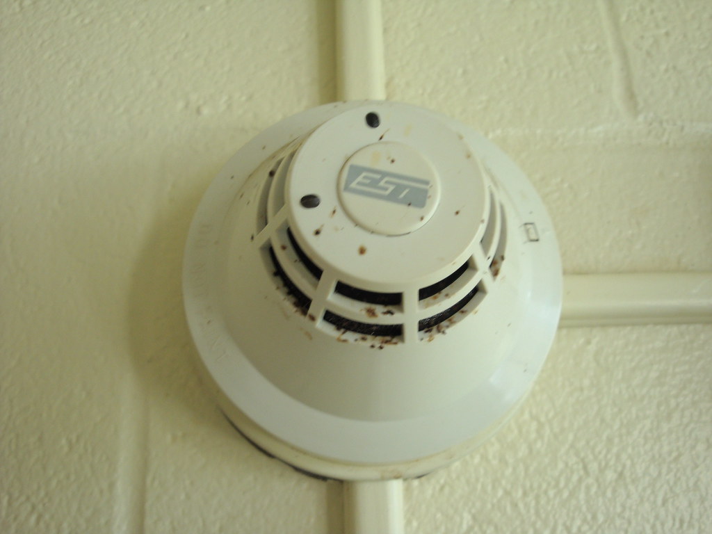 A Bed Bug What Is A Bed Bug Detector