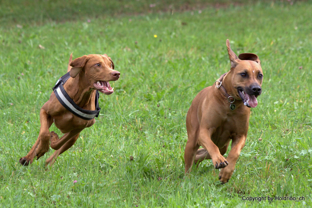 Vizsla vs. Rhodesian Ridgeback holdrioo_ch Flickr