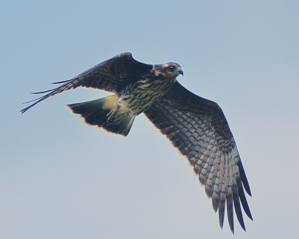 Juvenile Snail Kite in flight (SH tag) Juvenile Snail Kite… Flickr