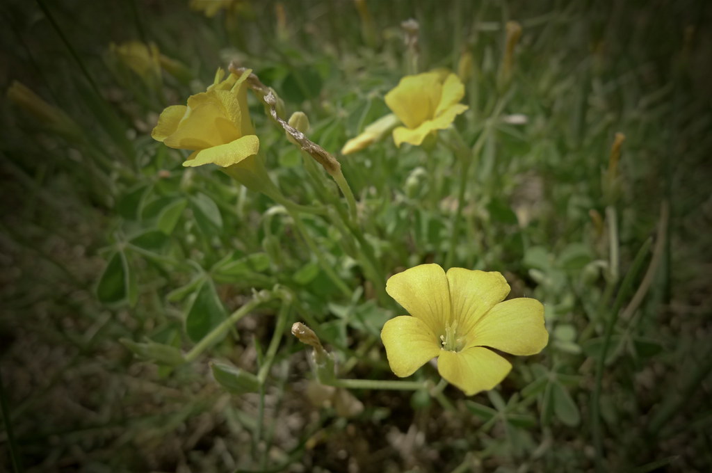 Minnesota Native Wild Flowers Yellow Wood Sorrel (Oxalis s… Flickr
