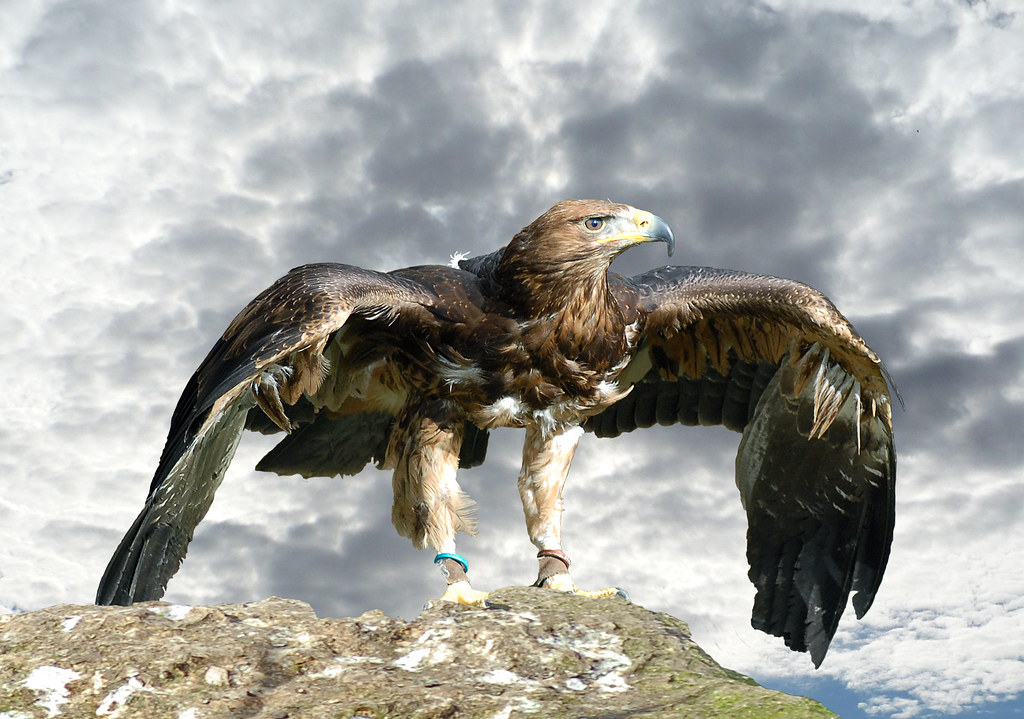 Hybrid Golden Eagle/Russian Steppes Eagle Originally