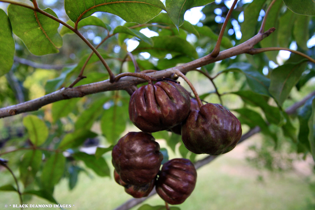 Pleiogynium timorense Burdekin Plum © All Rights Reserve… Flickr