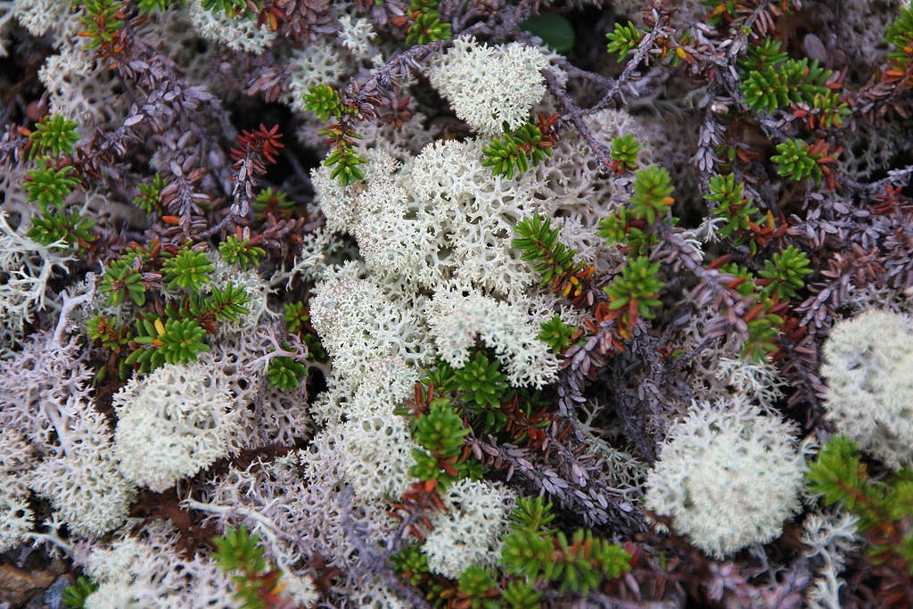 Arctic Tundra Lichen jscott7357 Flickr